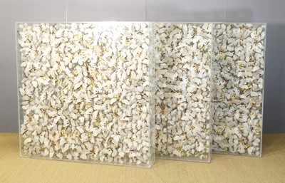 Lot 709 - A set of three large contemporary perspex...