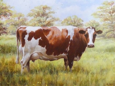 Lot 532 - G. Williams - Red and white freesian dairy cow,...