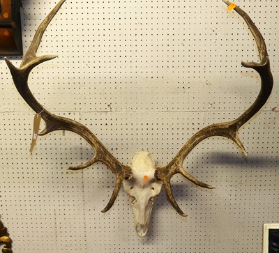 Lot 593 - A wall-mounted pair of deer antlers, w.72.5cm