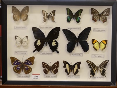 Lot 194 - A framed display of butterfly specimens, 31.5...